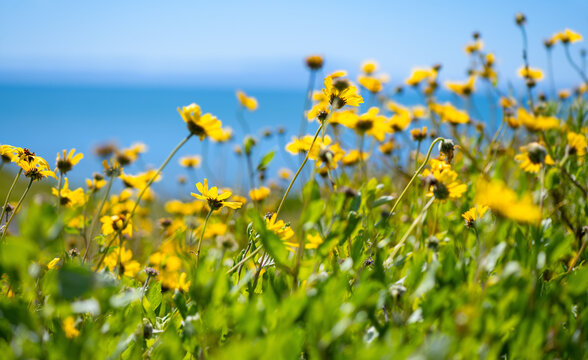 Brittlebush, brittlebrush or incienso (Encelia farinosa), a desert shrub of the southwestern USA. Panoramic view with yellow flowerheads on a meadow above the californian beach and blue Pacific Ocean