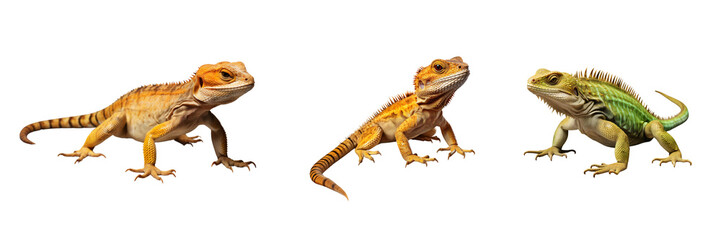 Obraz premium Realistic High Detail Lizard Isolated on Transparent Background