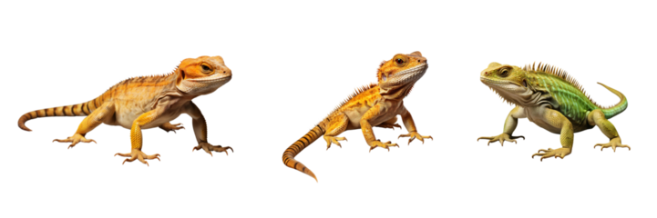 Realistic High Detail Lizard Isolated on Transparent Background