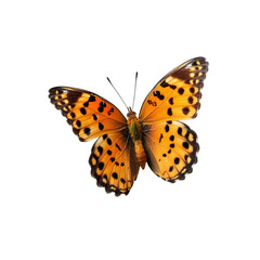 Obraz premium Isolated butterfly on white background