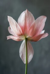Fototapeta premium Beautiful Pink Daisy with Glistening Petals in a Foggy Environment