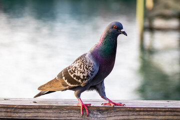 Colorful Pigeon in Front of a Pond