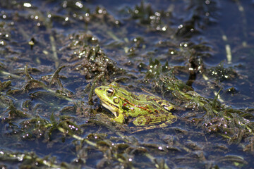 Common green frog closeup