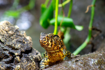 Chinese Crocodile Lizard in Forest Setting
