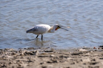 little gray heron Platalea leucorodia on the coast