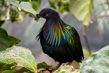Nicobar Pigeon Perched in Foliage