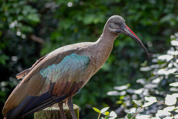 Hadada Ibis in Front of Foliage