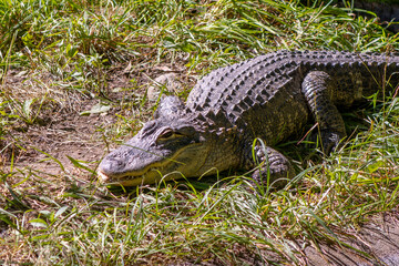 American Alligator Laying the Grass