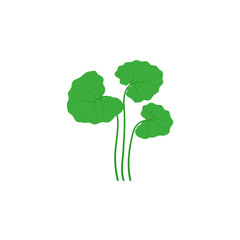 Centella Asiatica Illustration 