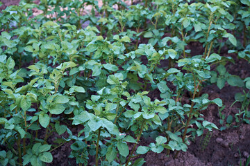 Young potato sprouts grow on the ground in the garden. Selective focus. Home gardening. Close-up