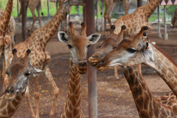 Giraffes in the zoo are raised by people.