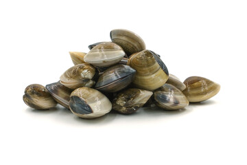 Closed up fresh baby clams, venus shell, shellfish, carpet clams, short necked clams, as raw food from the sea are the seafood ingredients. fresh clams Background. seafood.Isolated on white background