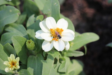 White flowers blooming in the park