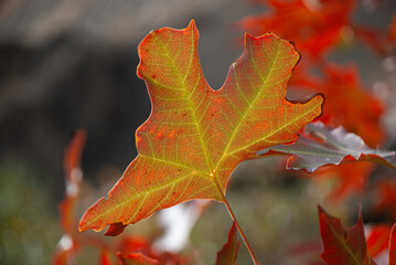 red maple leaf