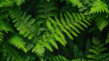 Close up fern leaves. Green nature background