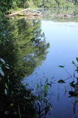 lake in the forest