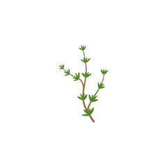 Thyme Branches Illustration