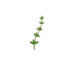 Thyme Branches Illustration