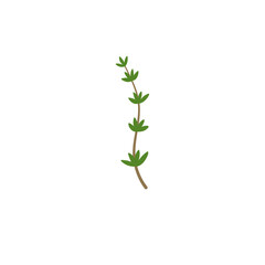 Thyme Branches Illustration