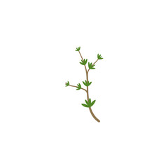 Obraz premium Thyme Branches Illustration