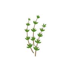 Thyme Branches Illustration