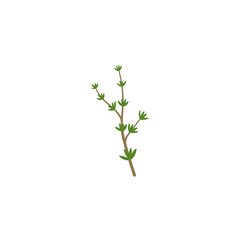 Thyme Branches Illustration
