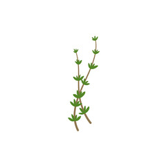 Thyme Branches Illustration