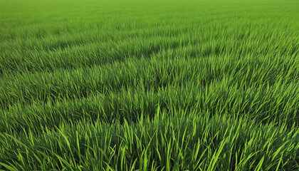 Sunny meadow with vibrant green grass under a clear blue sky, set against a white backdrop