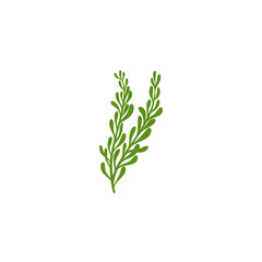 Obraz premium Rosemary Branch Icon Illustration 