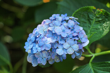 blue hydrangea flowers