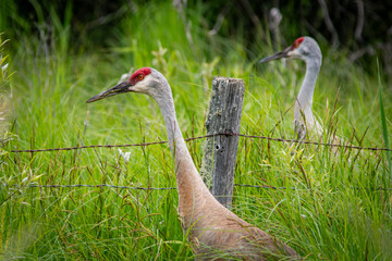 sandhill crane