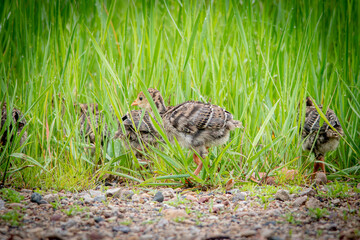 wild turkey poults