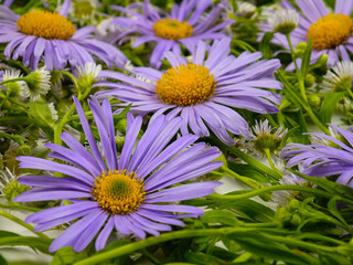 Obraz premium Heads of purple asters lie on a heap of white flowers erigeron, flower natural background 
