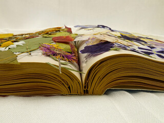 Dried pressed various leaves and flowers placed on the pages of an open old book lying on a white...
