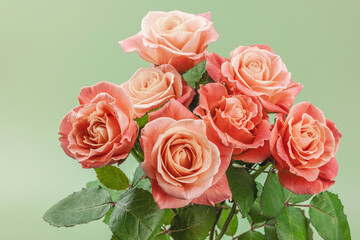 A bouquet of roses in vase on a pastel green background. Blooming flowers, festive concept