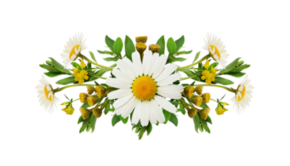 Daisies and wild flowers in a summer arrangement isolated on white or transparent background