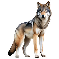 Obraz premium A wolf on isolated background