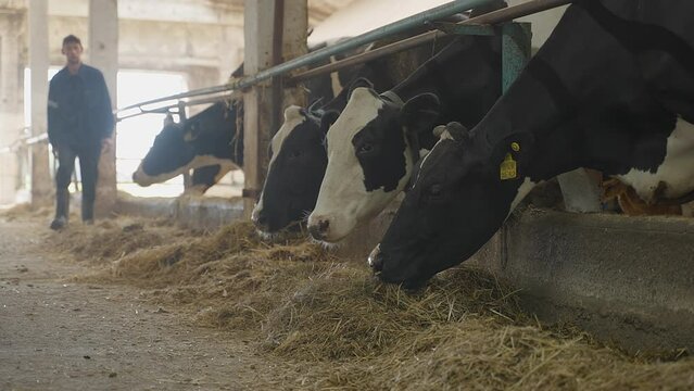 Farm worker feeding domestic cows with hay grass animal fodder at a facility. Feed domestic cows pastured at a husbandry ranch. Feed domestic cows for dairy and meat production. Agriculture.