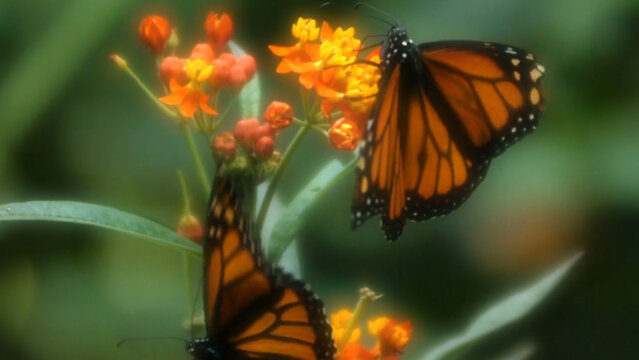 Glowy Dream Motion Effect 4k 1:1 16:9 9:16