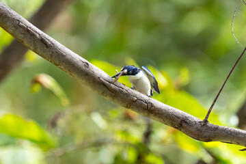 Forest Kingfisher in Katherine Gorge (Nitmiluk National Park), Northern Territory, Australia
