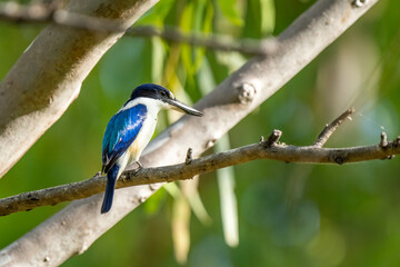 Forest Kingfisher in Katherine Gorge (Nitmiluk National Park), Northern Territory, Australia