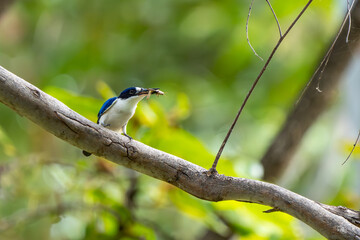 Forest Kingfisher in Katherine Gorge (Nitmiluk National Park), Northern Territory, Australia