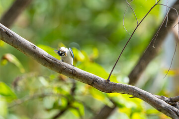 Forest Kingfisher in Katherine Gorge (Nitmiluk National Park), Northern Territory, Australia