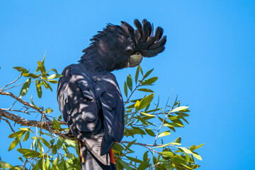 Red-tailed black cockatoo, Kakadu National Park, Northern Territory, Australia
