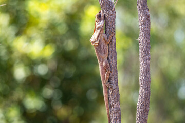 Frilled lizard in a tree, Kakadu National Park, Northern Territory, Australia