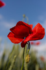 Obraz premium Beautiful red poppies in a field at sunset. Blooming poppy field