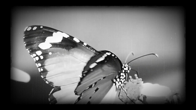 Silent Movie Old Film Motion Effect 4k 1:1 16:9 9:16