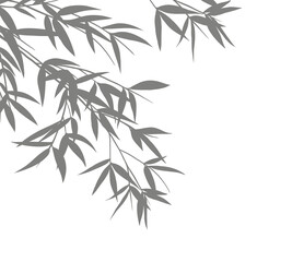 Leaves silhouette, Shadows of bamboo isolated