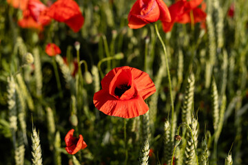 Beautiful red poppies in a field at sunset. Blooming poppy field