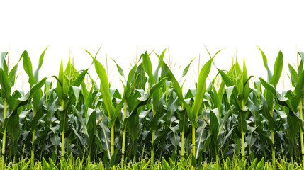 Fototapeta premium Corn field plantation on transparent